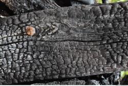 Photo Textures of Wood